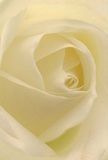 This close-up draws you into the serene heart of a cream-white rose-its gentle spiral and textured petals seeming to cradle you within, much like the comforting quietude found in a Little Ilford garden at dawn. The soft, layered unfurling suggests weightless lightness, brushed by a whisper of early dew, while gradated shadows lend the composition a quiet, reflective depth. The luminous ivory and subtle cream form a delicate harmony, perfectly suited for moments of reverence, admiration, or to celebrate new beginnings-perhaps a moving tribute after a local event at St. Stephen's Church or a thoughtful bouquet for a neighbour on Sheringham Avenue. The fragrance, though invisible, is almost tangible: sweet yet restrained, promising peace and hope. This image evokes not just the artful arrangement but also the emotions and intent behind every lovingly prepared bouquet delivered throughout Little Ilford, a tangible link between beauty, community, and care.